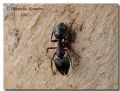 Camponotus sp.